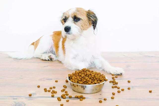 10 Tips for New Dog Owners: 4. Diet