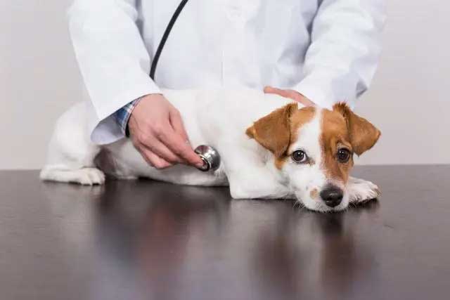 10 Tips for New Dog Owners: 1. Thorough Examination