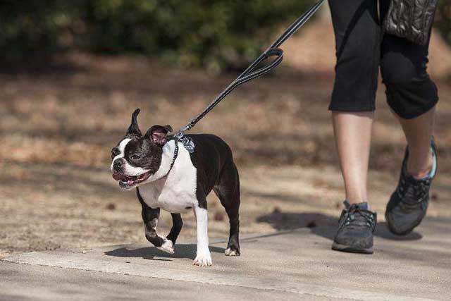 10 Tips for New Dog Owners: 8. Exercise
