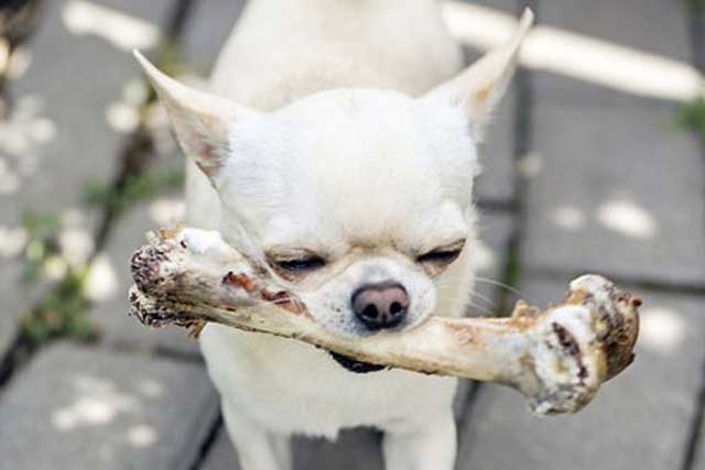 10 Tips for New Dog Owners: 5. Avoid Eating