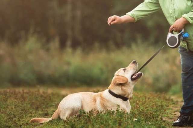10 Tips for New Dog Owners: 9. Behavior Training