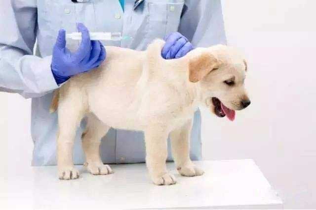 10 Tips for New Dog Owners: 2. Vaccinations