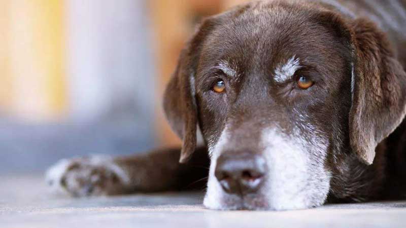 Tips on Dealing with Old Dog Incontinence