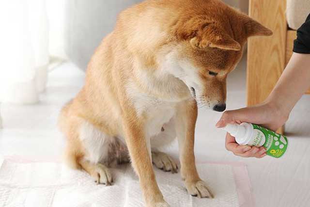 2. Guide The Dog to The Toilet to Defecate