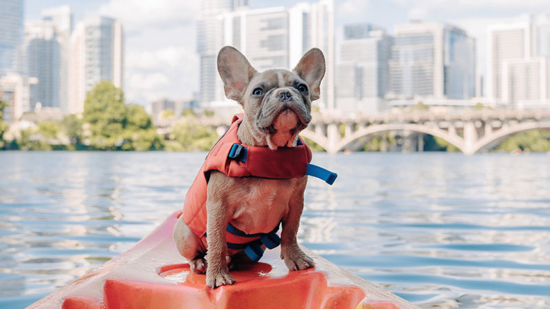 Traveling with Pets: Tips for Stress-Free Journeys