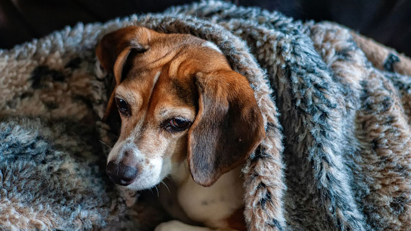 treat-a-dog-with-a-cold-naturally