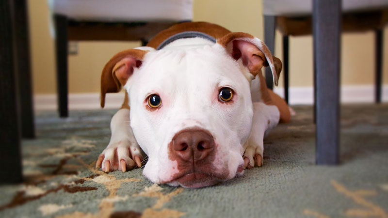 25 Unbiased Facts to Know About Pit Bulls