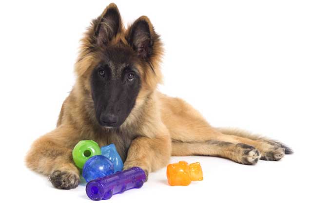 Useful Accessories for Your Dog