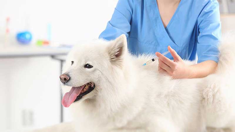 Vaccines for Dogs: Here's Everything You Need to Know About It