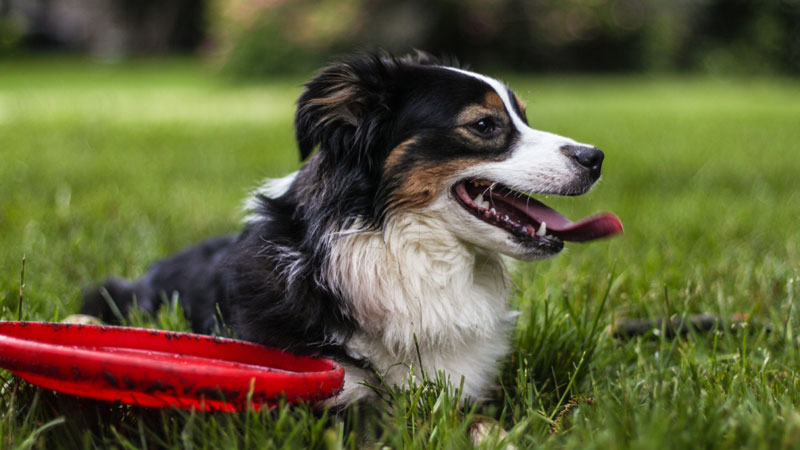 What Age Do Dogs Learn Fetch?