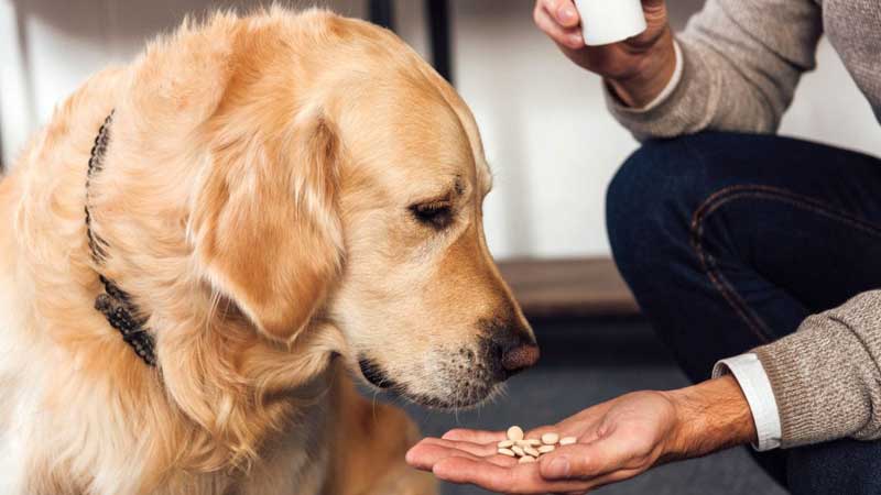 What Happens If A Dog Eats Amoxicillin?