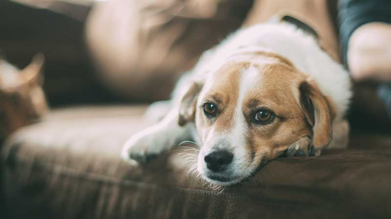 What Triggers Syncope In Dogs?