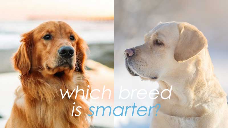 The Labrador vs. Golden Retriever Debate: Who's Really Smarter?