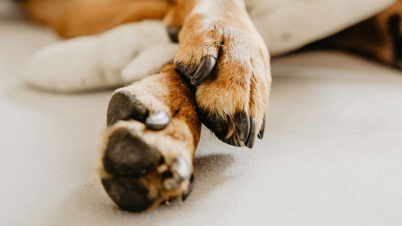 Why Are Dogs' Feet Sweaty? And Reasons Behind
