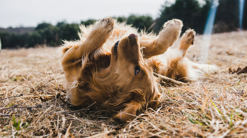 Why Does My Dog Roll Over and Show Her Belly?