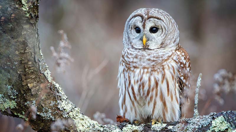 Why Owls Are Not Suitable Pets: The Interplay of Law and Ethics