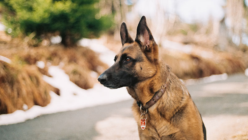 Why Won't My Dog Learn To "Stand" Command?