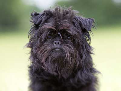 Affenpinscher