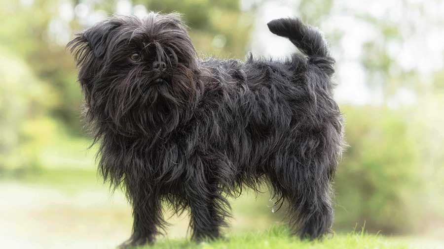 Affenpinscher (Side View, Standing)