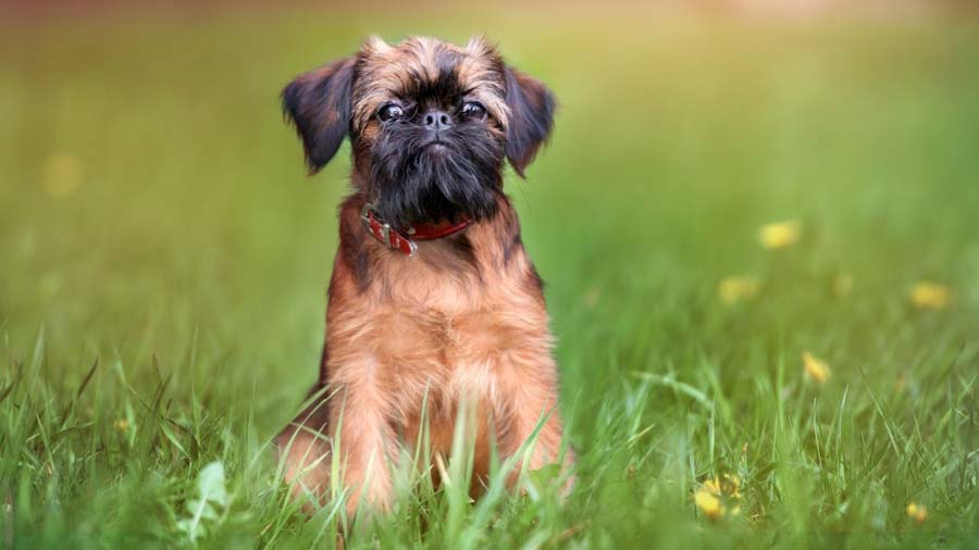 Affenpinscher Puppy (Sitting, Face)