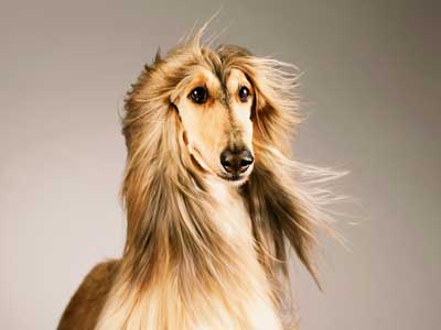 Afghan Hound