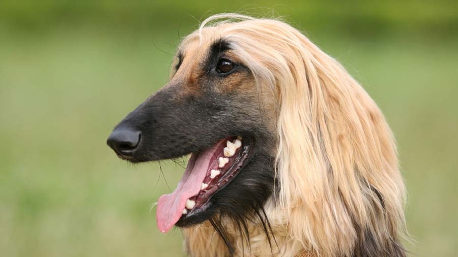 Afghan Hound (Head, Muzzle)