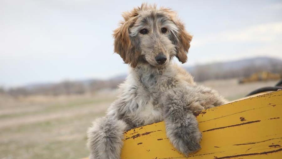 Afghan Hound Puppy (Lie, Face)