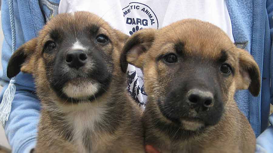 Africanis Puppy (Muzzle, Face)