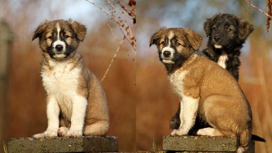 Aidi Puppy (Sitting, Face)