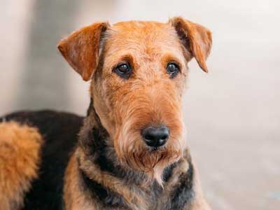 Airedale Terrier