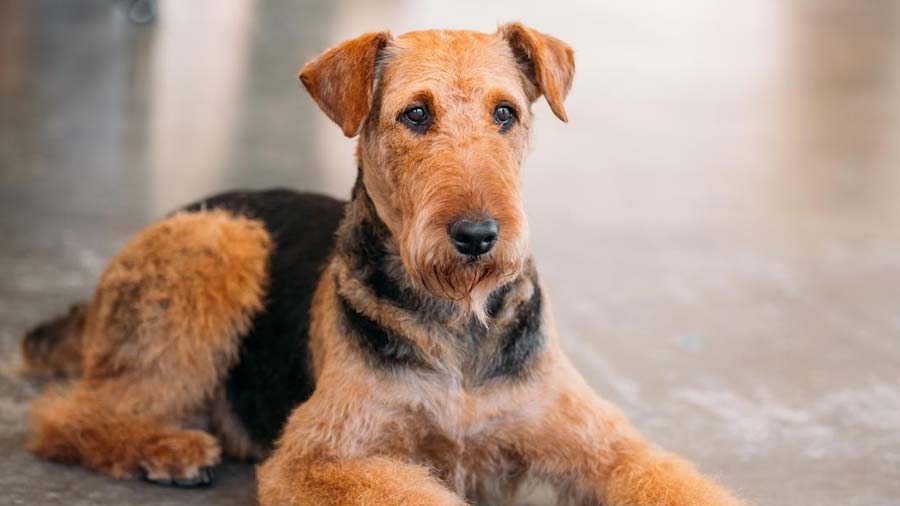 Airedale Terrier (Black & Tan, Lie)