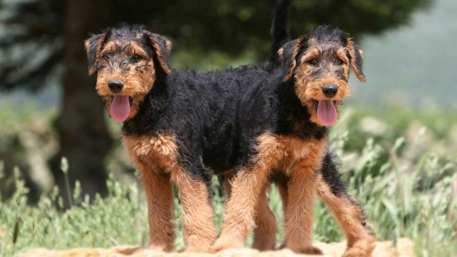 Airedale Terrier Puppy (Black & Tan, Standing)