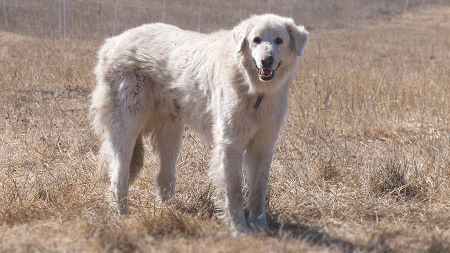 Akbash Dog (Standing, Face)