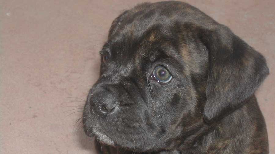 Alano Espanol Puppy (Brindle, Muzzle)