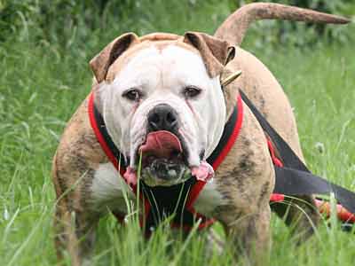 Alapaha Blue Blood Bulldog