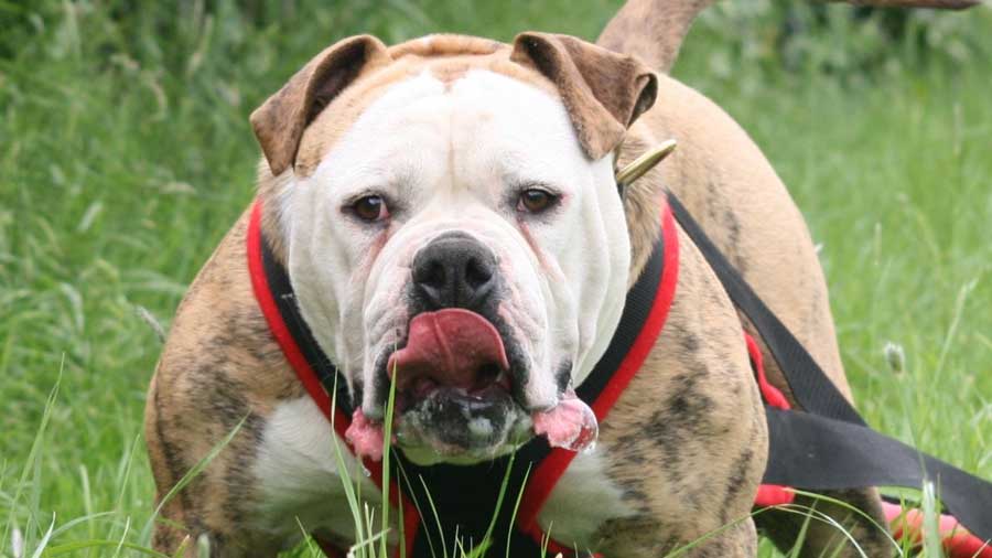 Alapaha Blue Blood Bulldog (Fawn, Muzzle)