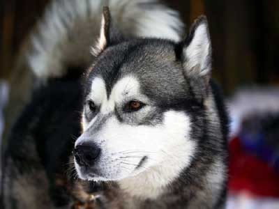 can a alaskan husky live in greenland