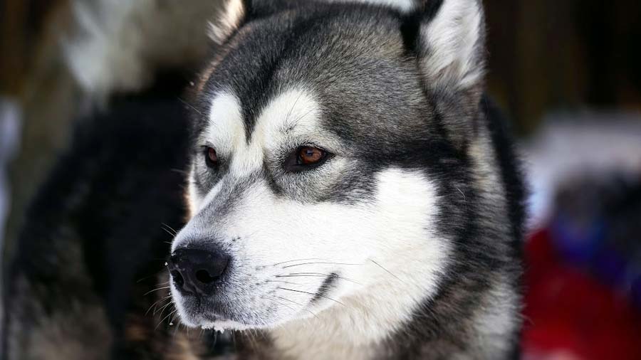 Alaskan Husky (Black & White, Face)