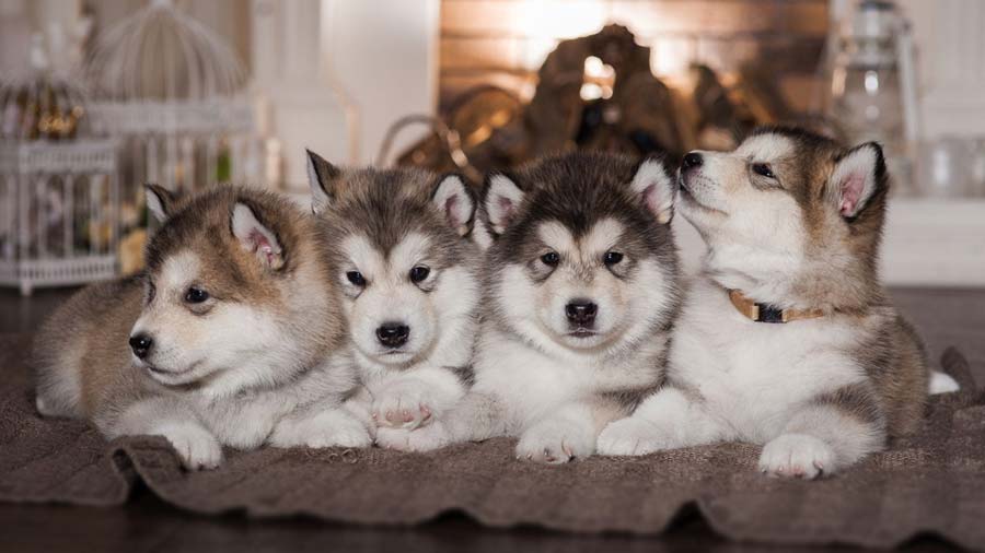 Alaskan Husky Puppy (Puppies, Lying)