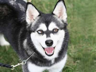 Alaskan Klee Kai