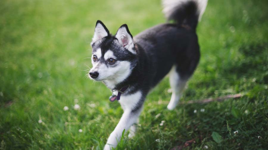 Alaskan Klee Kai (Black & White, Side View)