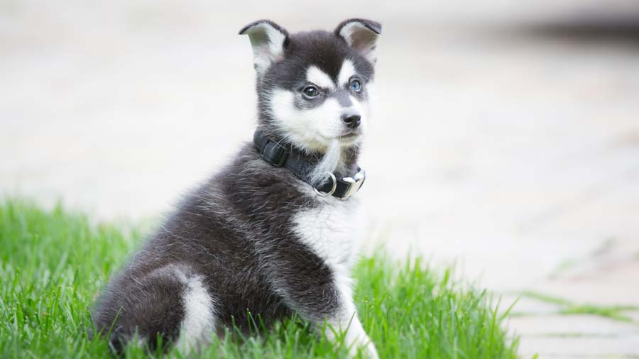 Alaskan Klee Kai Puppy (Sitting, Side View)