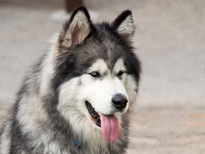 Alaskan Klee Kai Dog Breed Information - Showsight