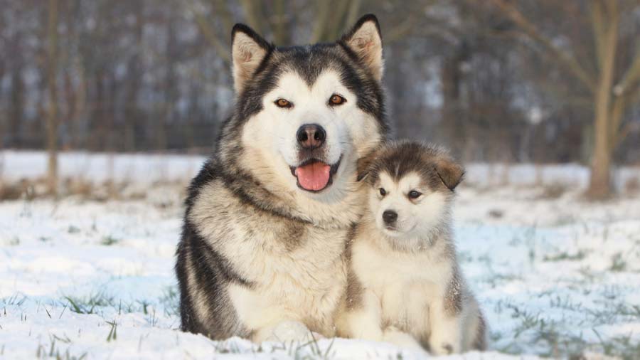 Alaskan Malamute (Lying, Face)