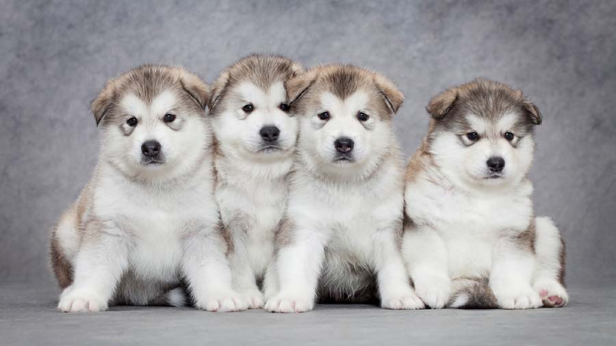 Alaskan Malamute Puppy (Puppies, Sitting)