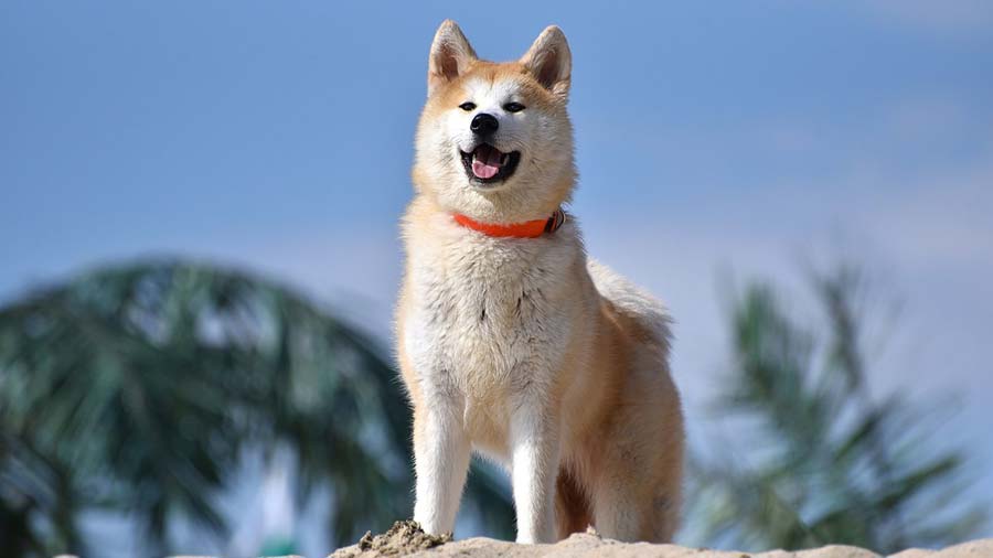 Akita (Fawn & White, Standing)