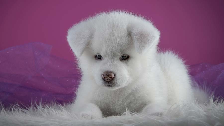 Akita Puppy (White, Lying)
