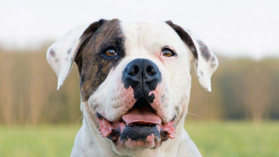 American Bulldog (Face, Muzzle)