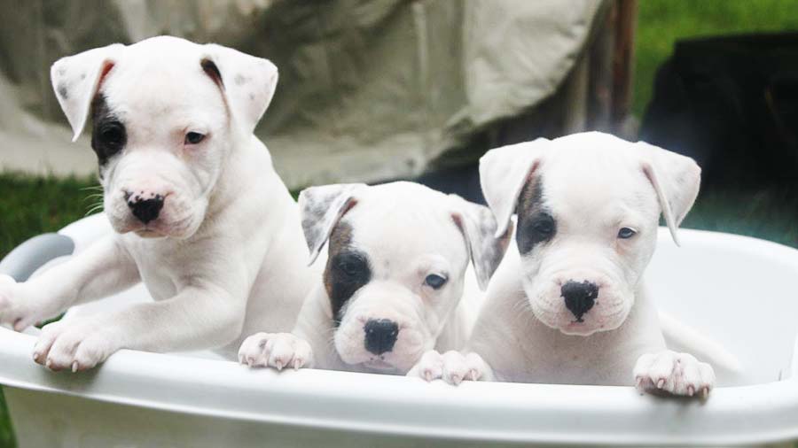 American Bulldog Puppy (Puppies, Face)