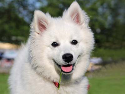 American Eskimo Dog